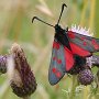 six-spot burnet